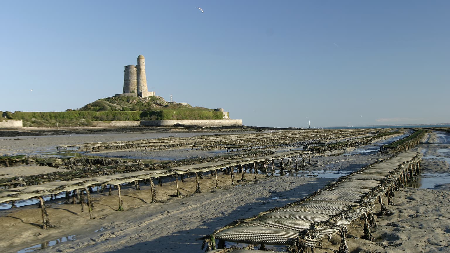 Huîtres de Saint-Vaast — illustration de l’article